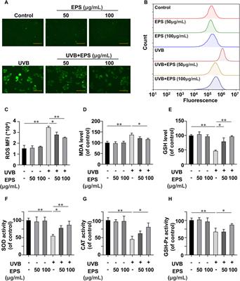 The structural characterization and UV-protective properties of an exopolysaccharide from a Paenibacillus isolate